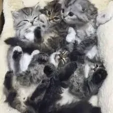 You wake up in a room full of cats