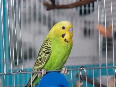 Your annoying parrot