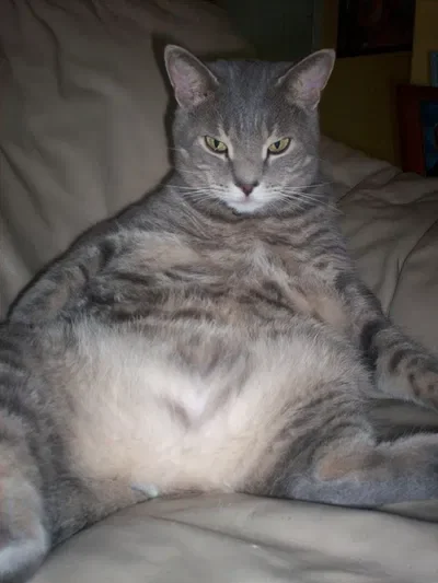 Your chubby baby