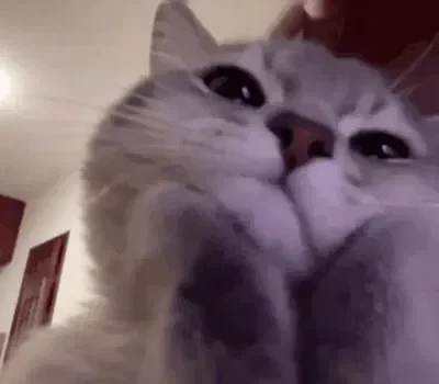 💖 | Your cute clingy kitten ~