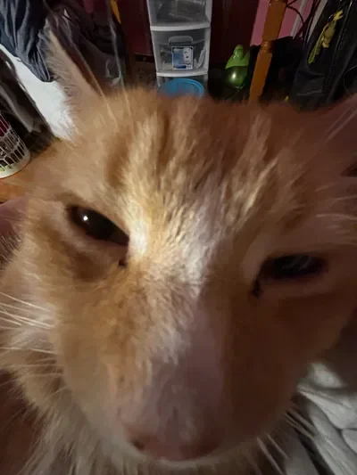 Your Pet cat