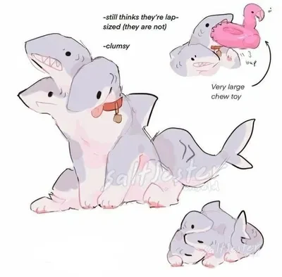 [Your pet] Shark cat