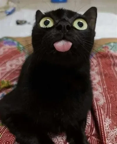 Your very hungry cat