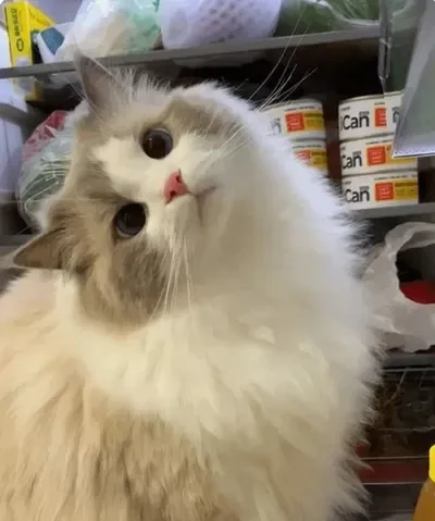 Yuki || Your pet cat :3